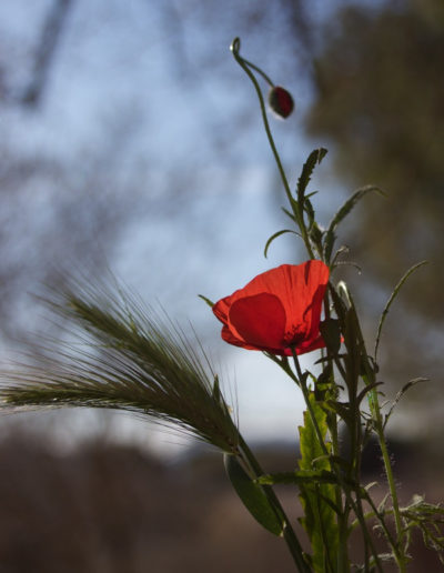 michel giraud photographe